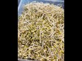 mung bean sprouts at home mungbeansprouts sprouts eatinghealthy healthy @chinguskoreancafe