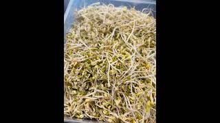 Mung Bean Sprouts at home #mungbeansprouts #sprouts #eatinghealthy #healthy @ChingusKoreanCafe