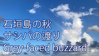 【石垣島の秋】 サシバの渡り　Grey faced buzzard