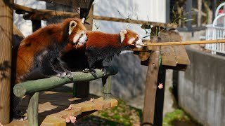 2024.10.26 釧路市動物園 レッサーパンダ パクパクタイム