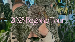 2025 Begonia Collection Tour 💖