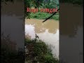 buaya Kalimantan terbesar #short #rajasungai