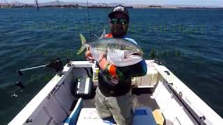 Kriticos Kingfish 2019 Port Augusta