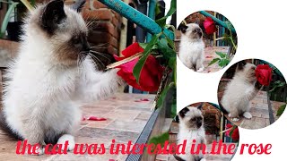 the cat was interested in the rose