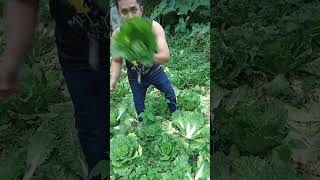 Harvesting  Chinese Pitchay, farm in Brgy. Patong, Badian, Cebu