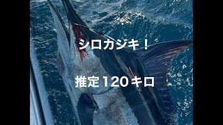 2023.7.22 久しぶりに出航したらカジキ釣れた👍😎billfish tag＆ release black marlin