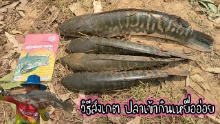 วิธีสังเกต ปลาเข้ากินเหยื่ออ่อย ตกปลาชะโดหน้าดินเหยื่อสด