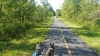 Dryland Mushing Equipment and a Bear Encounter while Bike Mushing!:  Mush-achusetts Episode #5