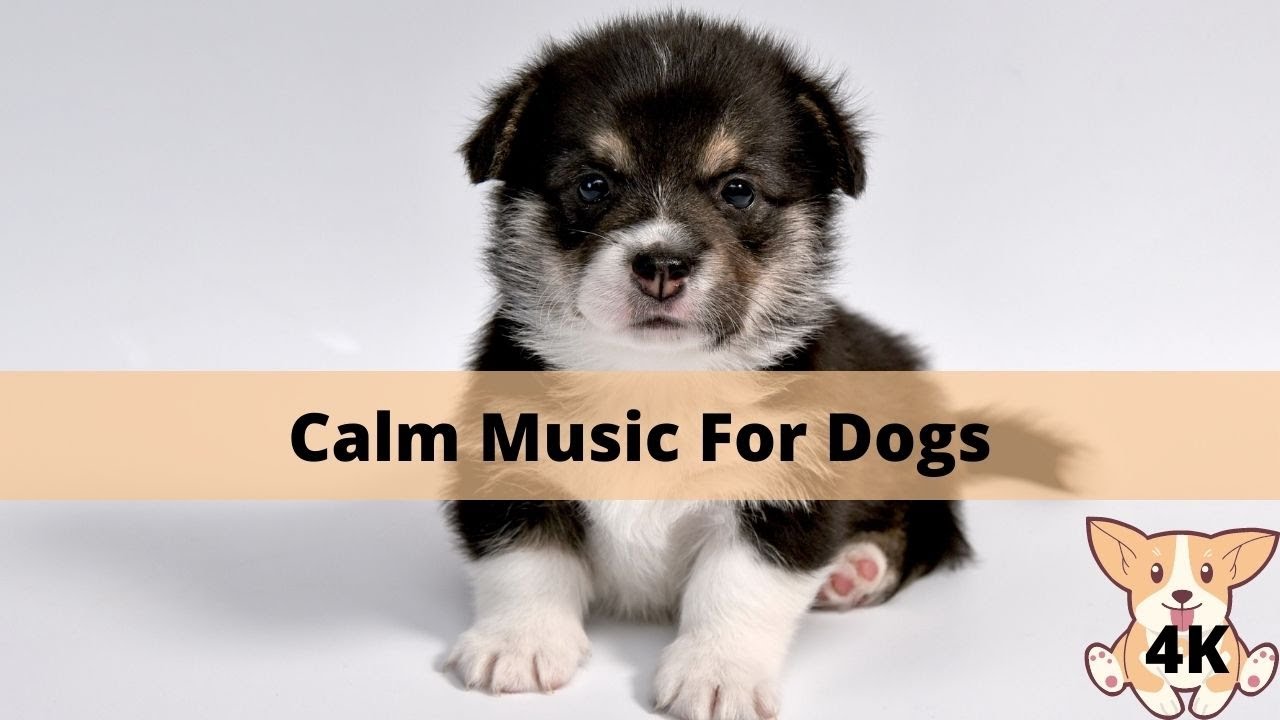 Music To Relax Dogs Music To Calm Puppies At Night Classical Music