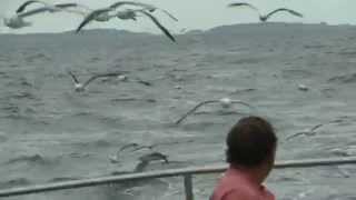 Great Shearwaters following a Scilly Pelagic on 4 August 2014