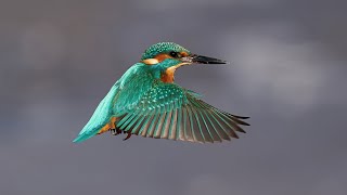 A showcase of the beautiful Kingfisher photographed with Sony A9II