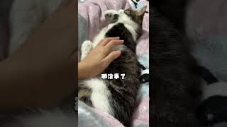 睡觉被吵醒也不生气！#天冷床上长猫了 #治愈猫咪 #好爱我的猫