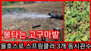 불타는 고구마밭 양수기+물호스로 스프링클러 3개동시 관수~관주 귀농귀촌,시골 농사 농부  전원일기