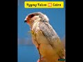 Pygmy falcon vs Cobra | Cobra Hunting #viral #trending #wildlife #indianwildlife #animalshorts