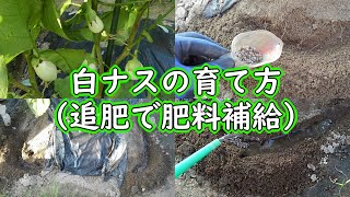 白ナスの育て方（収穫が続くナスに肥料を追肥します）