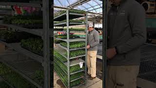 Unloading a rack of plants from Proven Winners