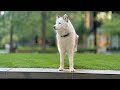 11 Minutes of relaxing dog street photography!!
