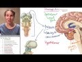 Brain 6- Diencephalon