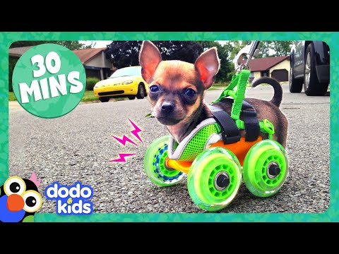 30 Minutes Of Animals Who Love Their High-Tech Humans  Dodo Kids  Animal Videos For Kids