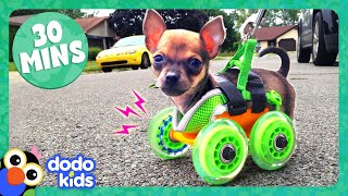30 Minutes Of Animals Who Love Their High-Tech Humans | Dodo Kids | Animal s For