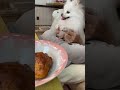 パンが見えて大喜び🐶🥐💕ポメラニアンのララちゃん🐶🐾