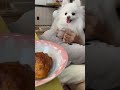 パンが見えて大喜び🐶🥐💕ポメラニアンのララちゃん🐶🐾