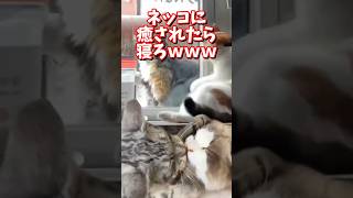 ネッコの動画で癒されたら寝ろｗｗｗ　#2ch  #動物  #猫 #癒やし #ねこ動画　#おもしろ