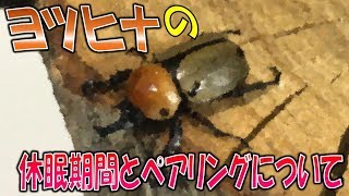 【クワガタ＆カブトムシ　ヨツボシヒナカブトの休眠期間とペアリングについて】（くろねこチャンネル）