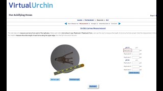 How to display your sea urchins