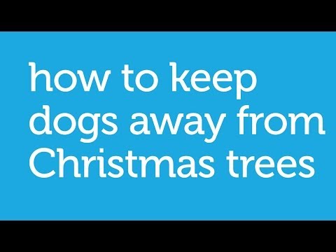 How to Keep Your Dog Away from The Christmas Tree - by Petco How to Keep Your Dog Away from The Christmas Tree - by Petco