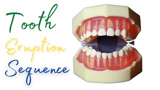 ⚪️Eruption Sequence of Primary Teeth🔵 #shorts