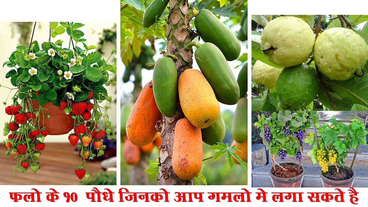 Top 10 Best Fruits To Grow In Pots | In Containers Garden Home - YouTube