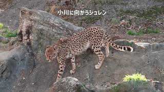 イブキとシュレン　ちょっと過保護なシュレン　キングチーター　多摩動物公園