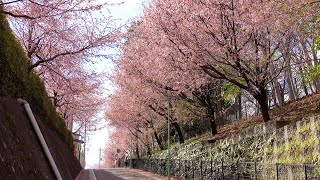 🌸埼玉県川口市・密蔵院近くの「安行原自然の森」と「安行桜坂」の安行寒桜を歩き撮り【4K / sony rx100m7 / 立体音響】#桜