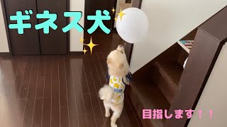 【ギネス犬】風船バーレーギネス記録を狙う犬（※そんな記録あません）