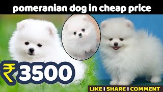 pomeranian dog under 3500 in punjab II PET CLUES