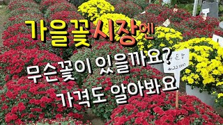 가을 꽃시장엔 무슨꽃이 있을까요 / 양재꽃시장 What flowers are there in the fall flower market?