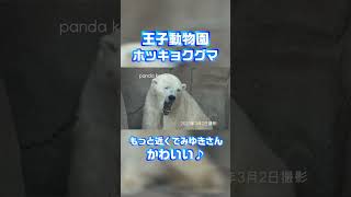 もっと近くで♪ ホッキョクグマのみゆきさん♥ #王子動物園 #shorts