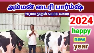 25,000 முதல் 60,000 வரை சிந்தாமணி HF கிடாரிகள் விற்பனைக்கு/அம்மன் டைரி பார்ம்ஷ்/Amman dairy farm.