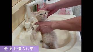 【神メソッド】子猫のお風呂　マンチカン☆モネくん　20210911