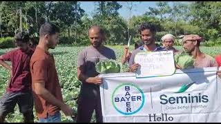 Royal Cross Plus Cabbage Hybrid.(Bayer-Seminis)