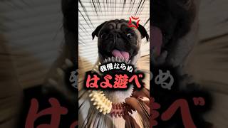 焦らしすぎたら顔が大変なことになってきたパグwwww#ぱぐち #dog #pug #パグ #ペット #犬のいる暮らし #犬のいる生活 #マヌケ舌 #アフレコ