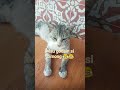 senang kalo godain si Cimong #videoviral  #fypシ゚viral  #catlover