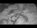 6-week-old Black-Footed Ferret Kits Playing on Webcam