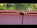 初夏の高原で出会った野鳥９種【野鳥撮影vlog】