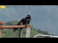 初夏の高原で出会った野鳥９種【野鳥撮影vlog】