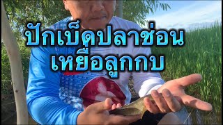 ปักเบ็ดปลาช่อนเหยื่อลูกกบ ทุ่งกุลาร้องให้