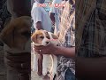 குன்னத்தூர் சந்தை 1500 dog puppies shortsfeed market livestockmarket mondaymarket makkal