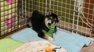 【豆柴】カエルのぬいぐるみで遊ぶ子犬が可愛すぎる【ほのぼの生活：癒し】A cute puppy playing with a stuffed animal