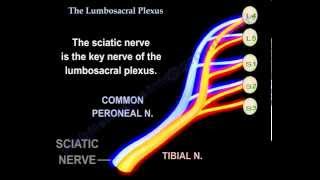 Lumbosacral Plexus - Everything You Need To Know - Dr. Nabil Ebraheim